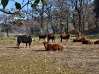 03 Padenghe Drugolo  febbraio  19 (53)