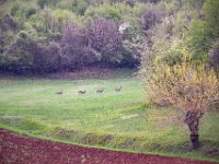 06 pozzolo calto colli berici aprile 19 (16)
