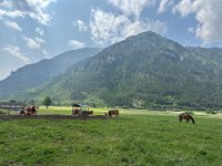 bici Alba canazei -Molina di Fiemme 08 06 25  (25)