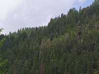bici Alba canazei -Molina di Fiemme 08 06 25 (14)
