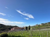 torbe -prun vajo dei ciclamini 30 03 25 (24)