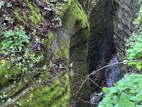 torbe -prun vajo dei ciclamini 30 03 25 (26)