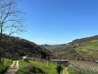 torbe -prun vajo dei ciclamini 30 03 25 (28)