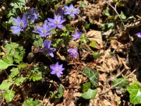 torbe -prun vajo dei ciclamini 30 03 25 (30)