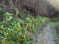 torbe -prun vajo dei ciclamini 30 03 25 (33)