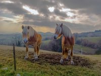 BADIA SAN MORO 160225  (28)