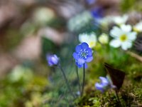 Badia Calavena  01 03 2026 (20)