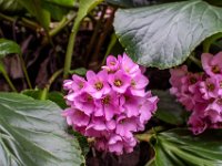 Badia Calavena  01 03 2026 (22)