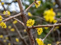 Badia Calavena  01 03 2026 (23)