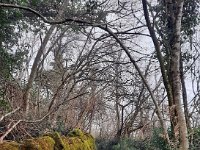 Badia Calavena  01 03 2026 (43)