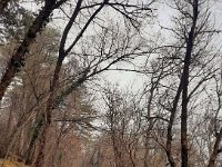 Badia Calavena  01 03 2026 (44)