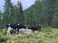 VAL D ULTIMO (25)