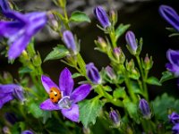Vilminore BG  (6)