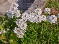 04 ASSENZA (2)