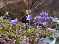 05 VAL BORAGO (3)