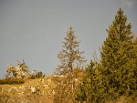 07 LAVARONE DRAGO DI VAIA (5)