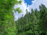 10 CICLOPEDONALE VAL DI SOLE  (25)