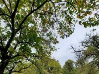 rosaro cerro (2)