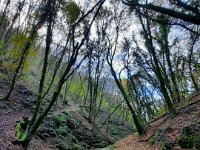 rosaro cerro (3)